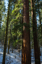 Trees in the snow in Yosemite