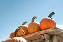 Pumpkins on a table with blue sky