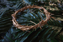 crown of thorns on palm leaves 