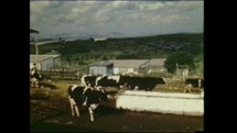Menashe Heights, Israel, Circa 1940's. Color footage of Israeli farmers working in the dairy farm milking cows