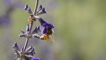 Slow motion of a honey bee drinking nectar and collecting pollen from a purple flower