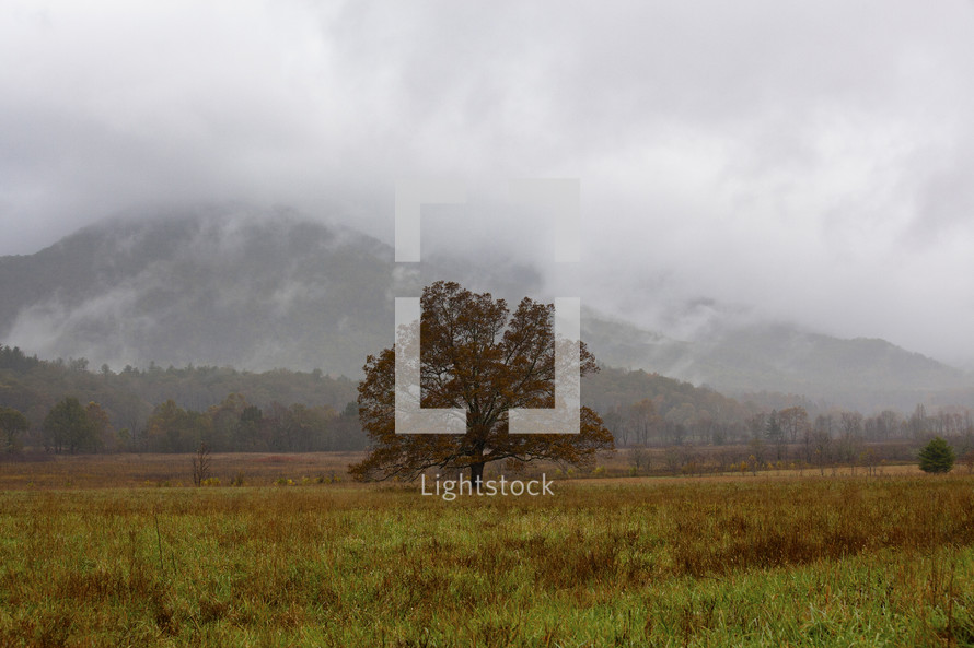 fog over a mountain and tree in a field in fall 