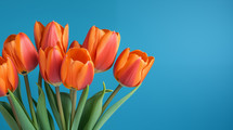 Red tulips on a blue background. 