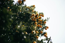 orange berries on a bush 