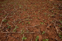 sprouts in dirt in Africa 