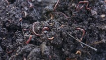 Close up of red earthworms inside fertile organic garden soil