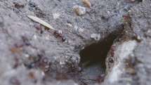 Macro footage of large black ants working by the nest - dragging food inside