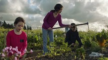 Three kids working in an organic vegetable garden weeding and watering plants
