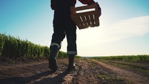 A farmer carries an empty wooden box at sunset in a field. Harvest concept. A male worker walks through a sunny field with a harvest box.