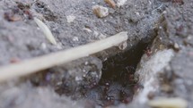 Macro footage of large black ants working by the nest - dragging food inside