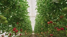 Tracking shot of Tomatoes in a large greenhouse.