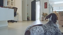 german pointer dog sitting inside a house