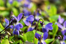 Violets (Viola Odorata) In A Spring Forest