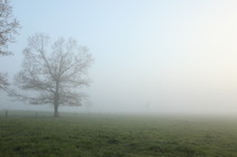 tree in morning fog 