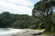 trees along a shore 