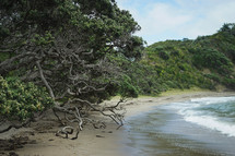 tree branches along a beach 