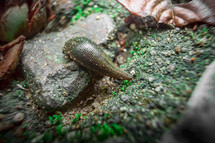 slug on a rock 