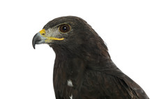 brown eagle 