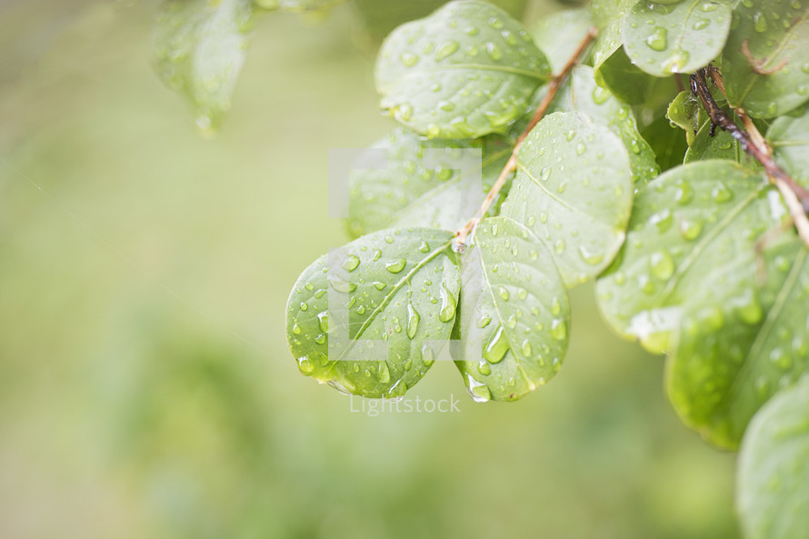 wet leaves 