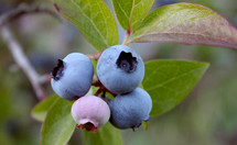 Blueberries on a branch.