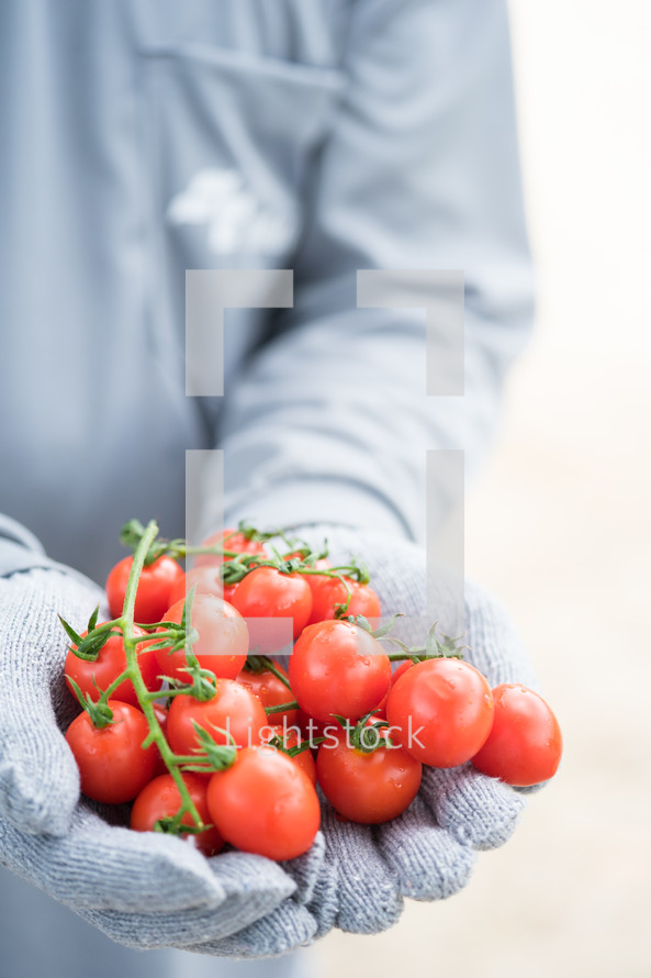 gloved hands holding cherry tomatoes 