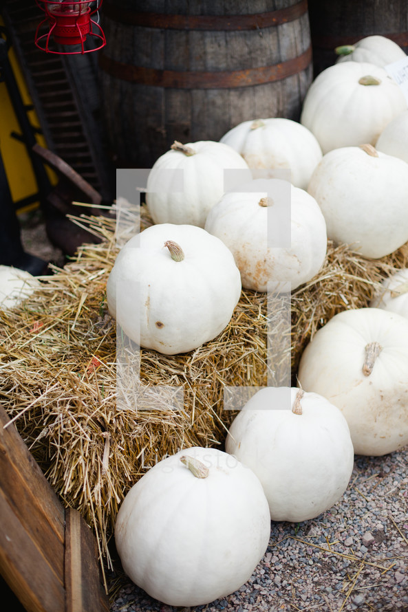 white pumpkins on a bale of hay
