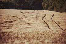 wheat in a wheat field 
