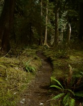 path through a forest 