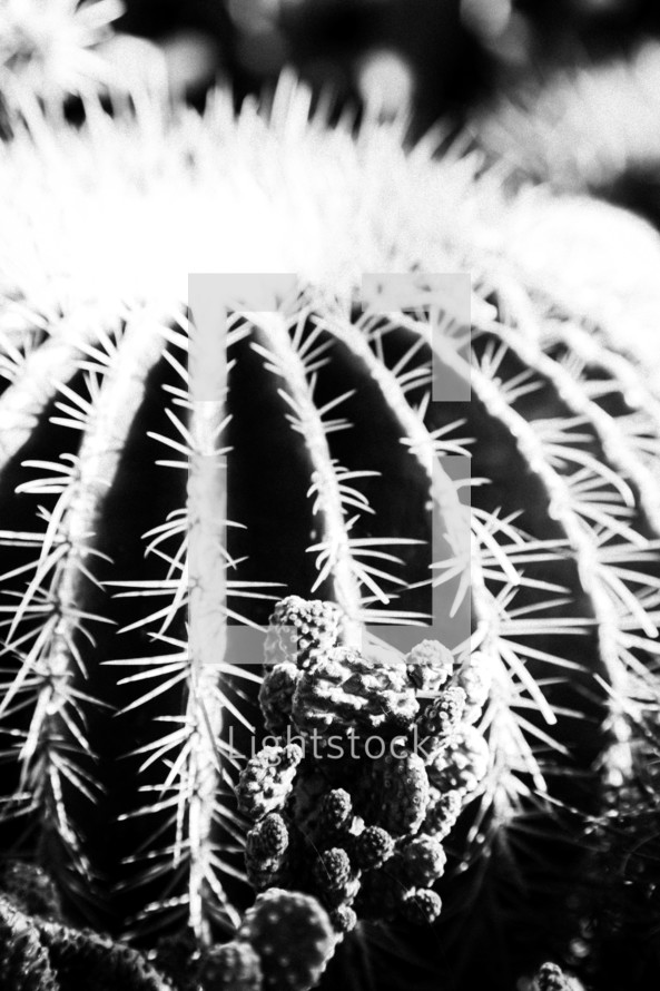 ball cactus 