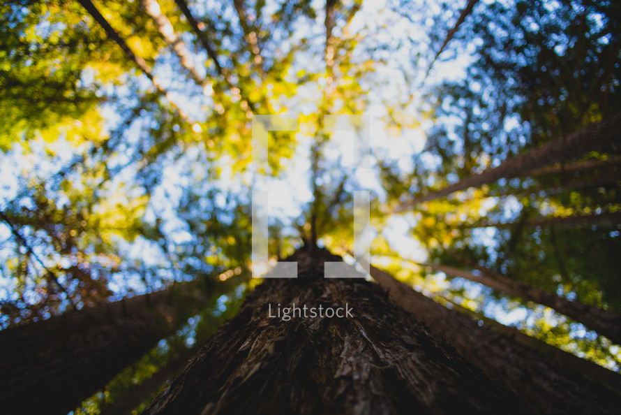 looking up at tree tops in a forest 