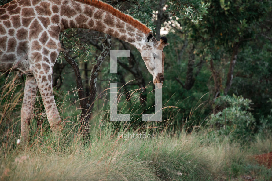 giraffe in Africa 