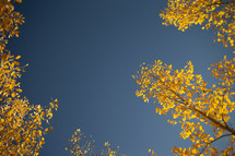 golden fall foliage