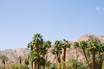 palm trees and desert mountains 