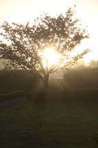 tree in morning sunlight and fog 