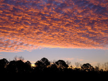 pink clouds at sunset over treetops 