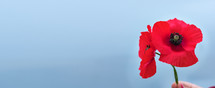 Australia National Day. Child hand holding red poppy flowers. Remembrance Day. ANZAC Day. Lest we forget concept