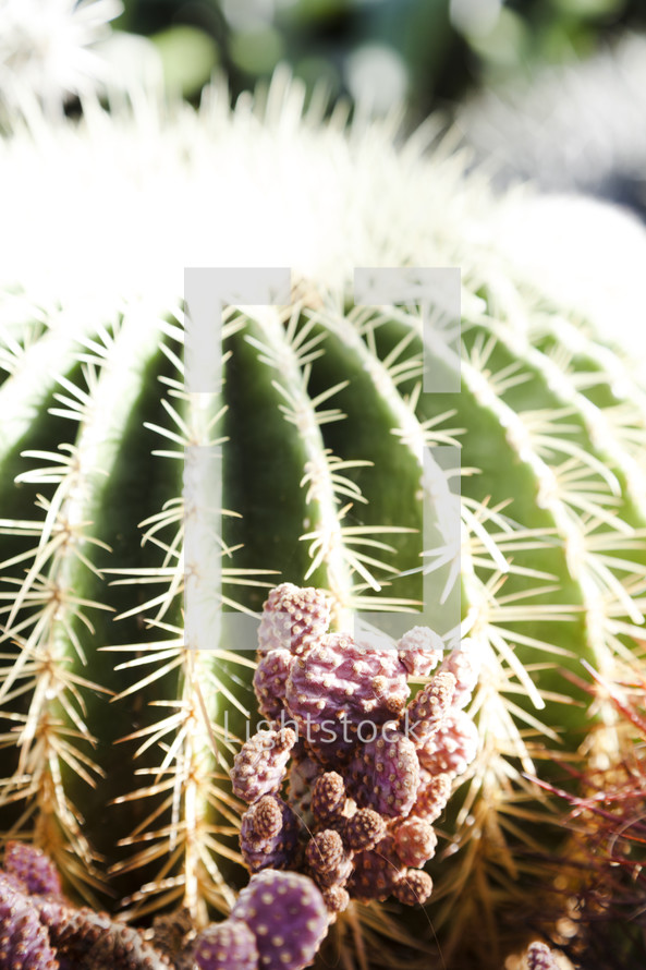ball cactus closeup 