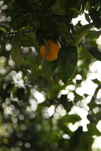 orange growing on a tree 