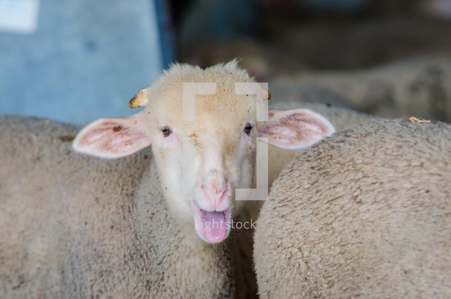 sheep in a barn 