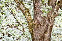 Blossoming Pear Tree