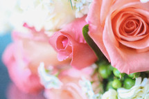 pink roses closeup 