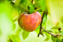 apple on a tree 