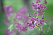 purple spring flowers 