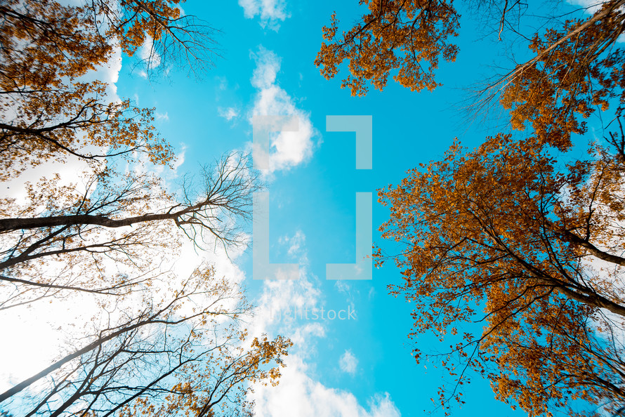 looking up at fall trees 