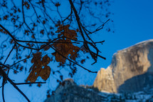Mountain in Yosemite with tree and fall leaves