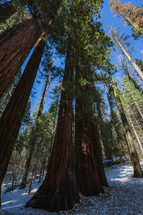 Majestic trees in the snow in Yosemite