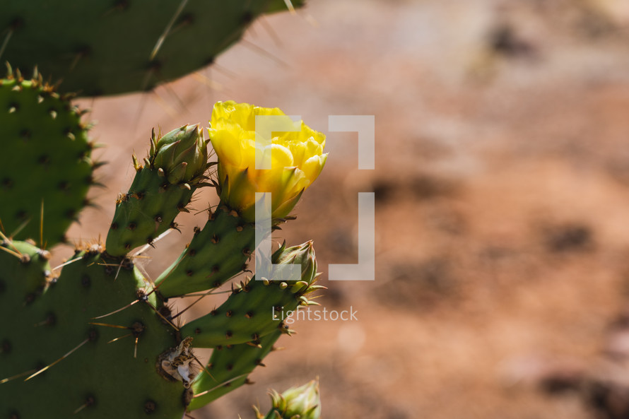 A yellow flower on a cactus. 