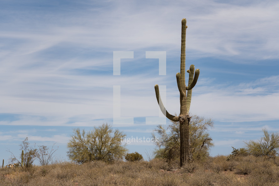 Cactus is the desert. 
