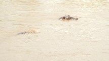 Hippos in a river 