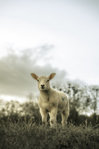 Lamb on a hill top, small baby sheep, white wooly farm animal, domesticated lambs, picturesque rural setting	

